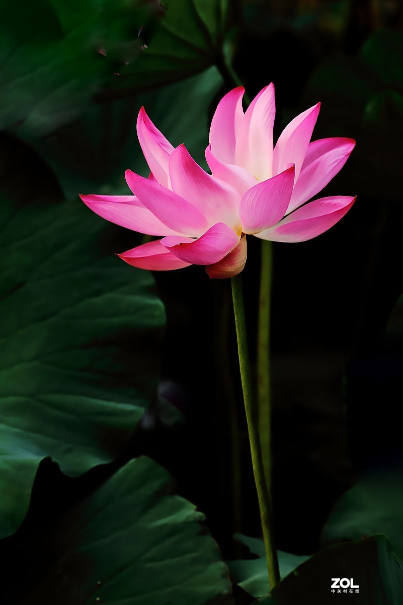 携荷花一组感谢目的不一版主支持……