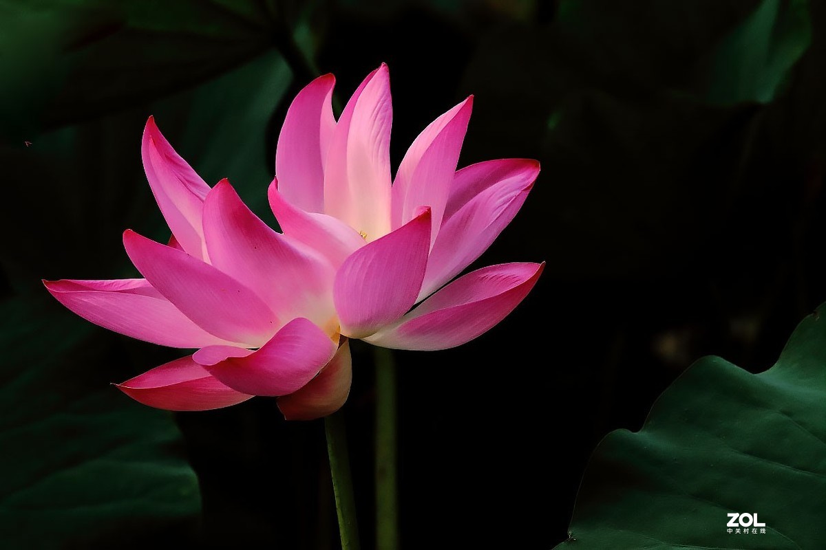 携荷花一组感谢目的不一版主支持……