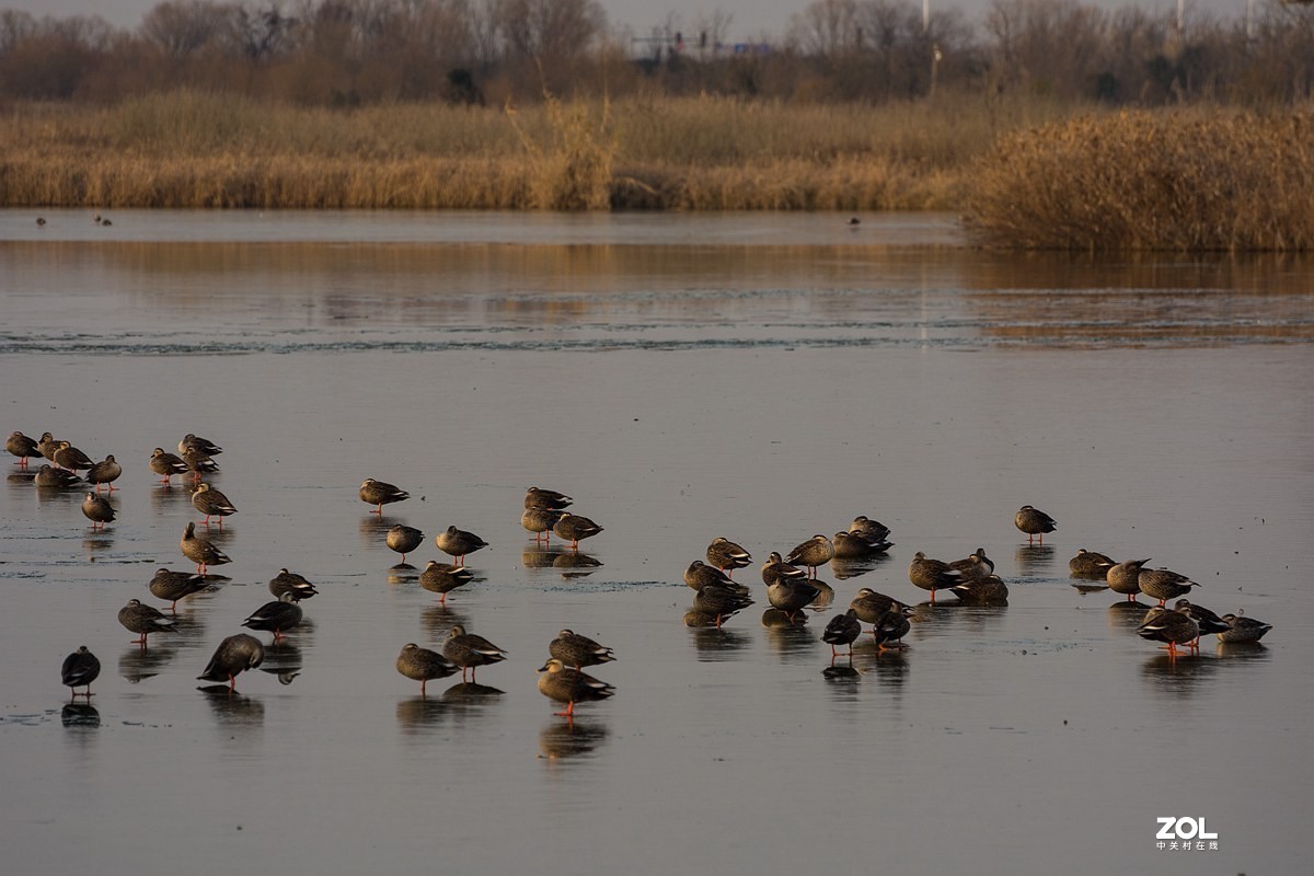 杭州湾湿地冬拍（20）