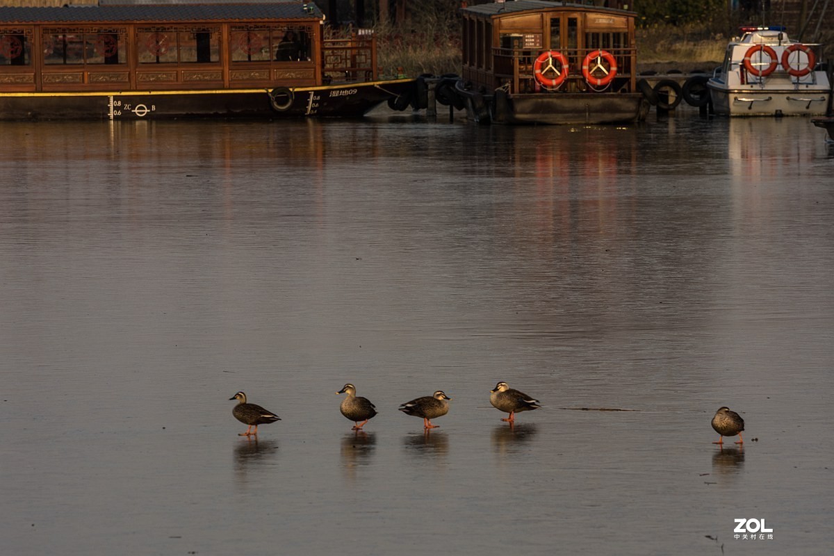 杭州湾湿地冬拍（20）