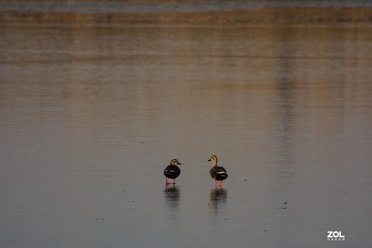 杭州湾湿地冬拍（20）