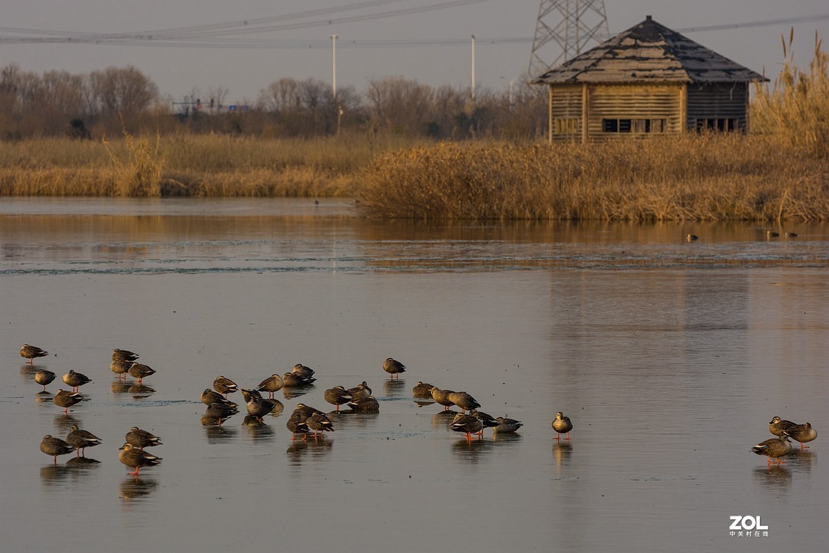 杭州湾湿地冬拍（20）