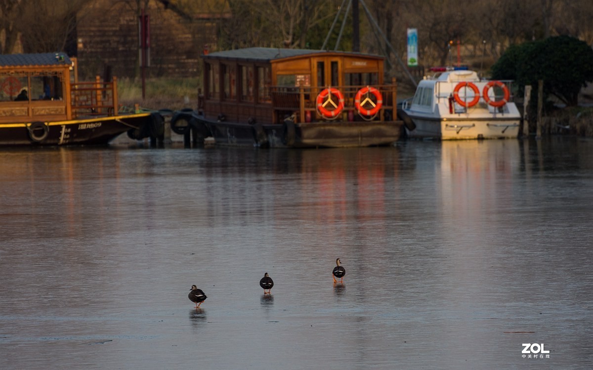 杭州湾湿地冬拍（20）