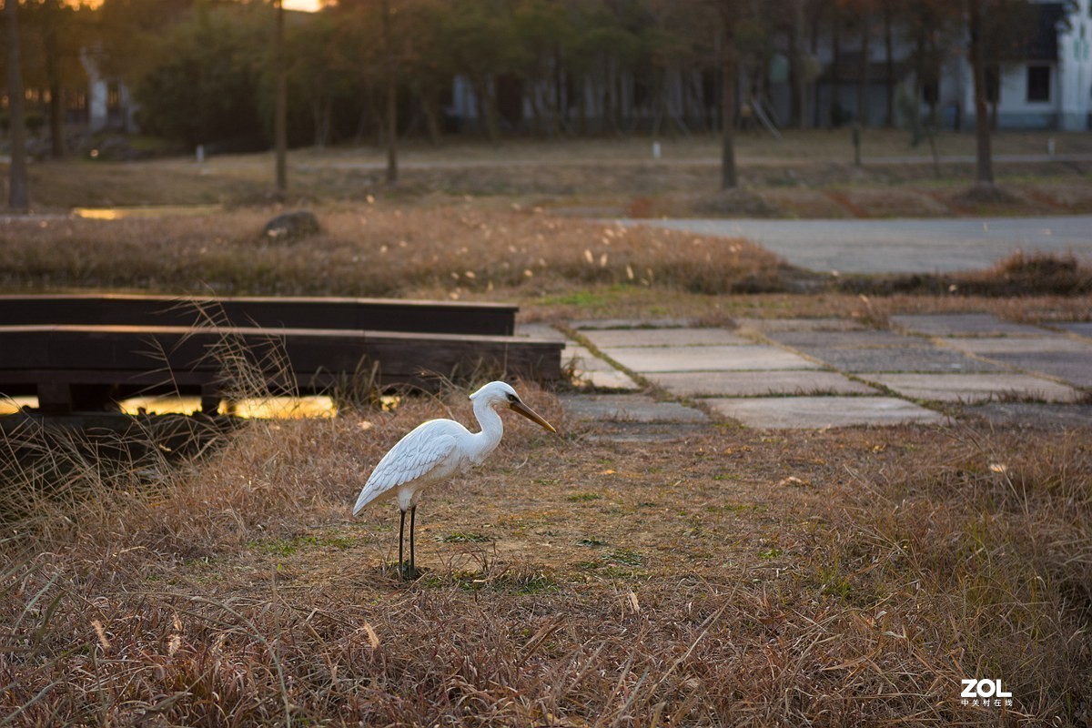 杭州湾湿地冬拍（20）
