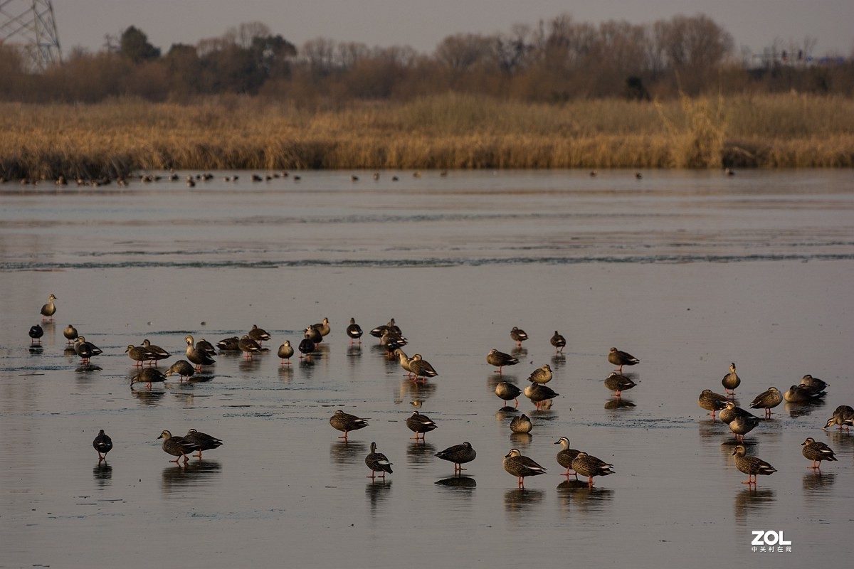 杭州湾湿地冬拍（20）