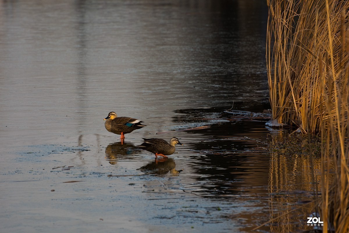杭州湾湿地冬拍（20）