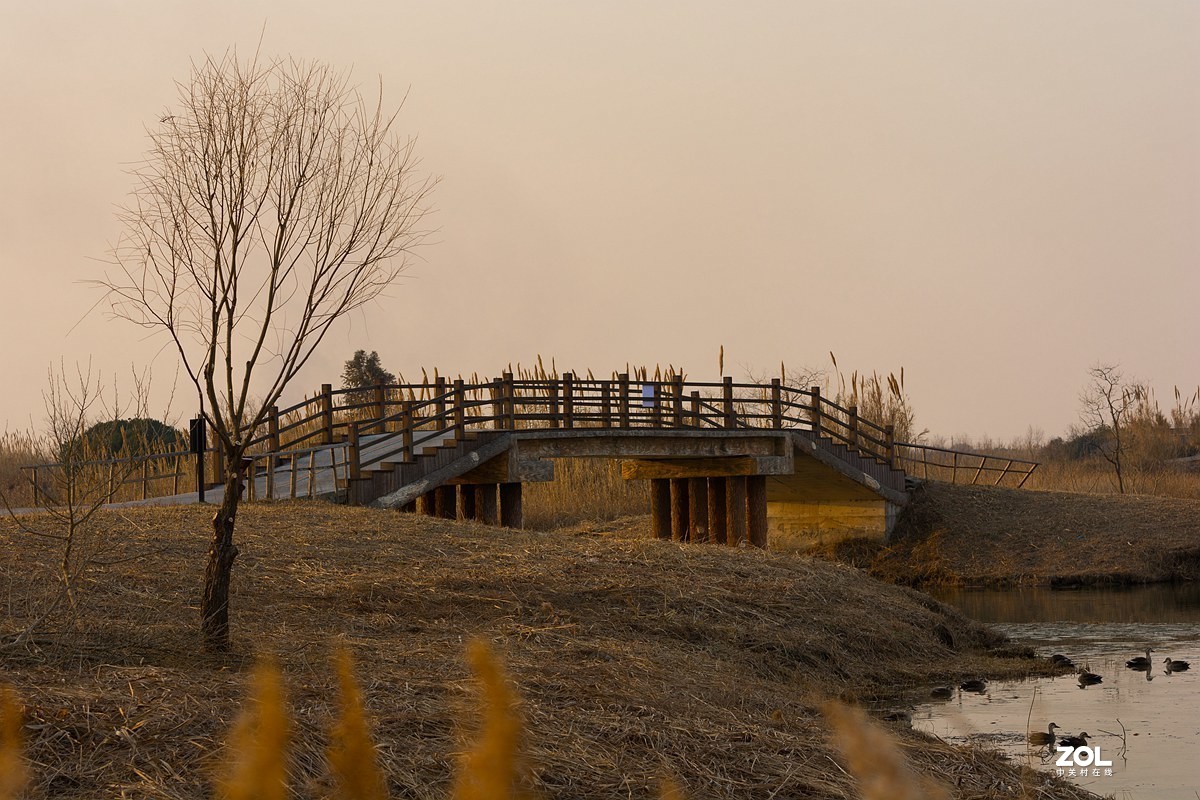 杭州湾湿地冬拍（20）