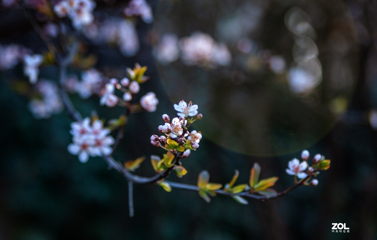 紫桃李花