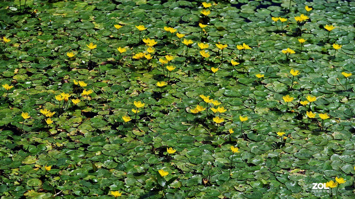 金莲子花