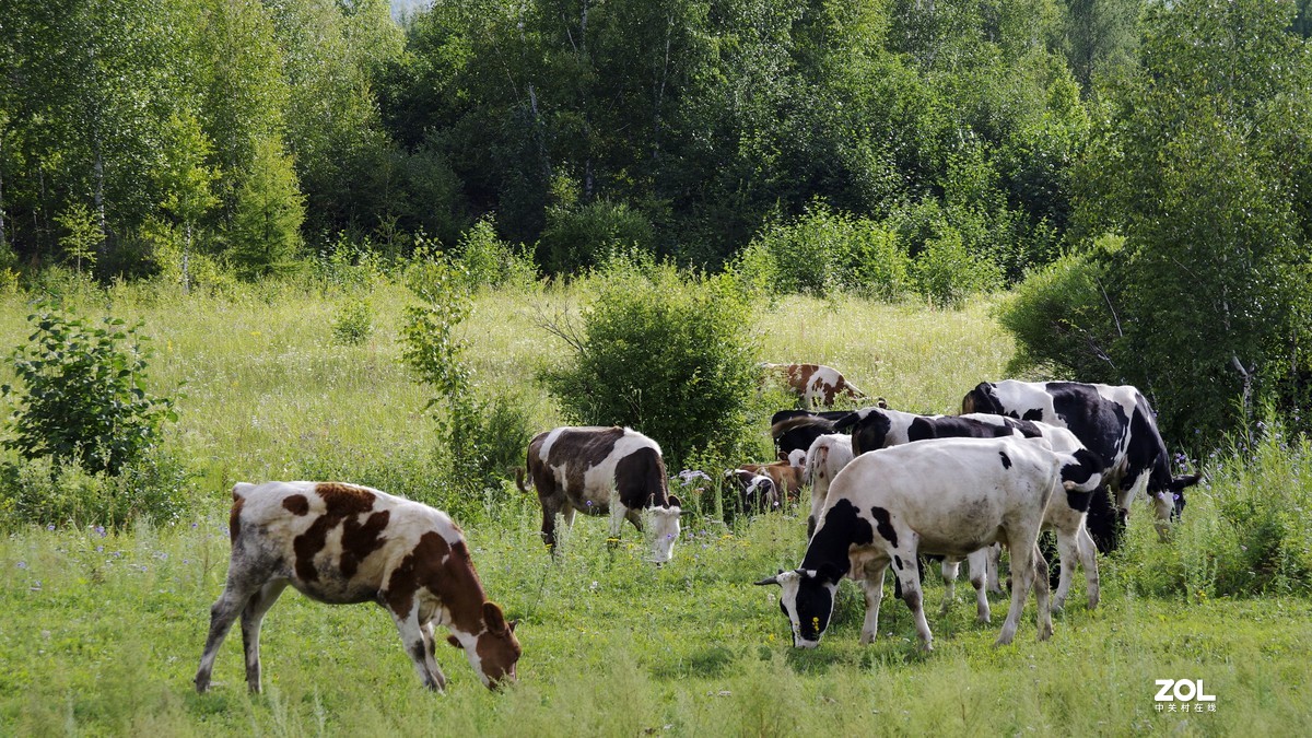 呼伦贝尔草原随拍【5】临江沿途