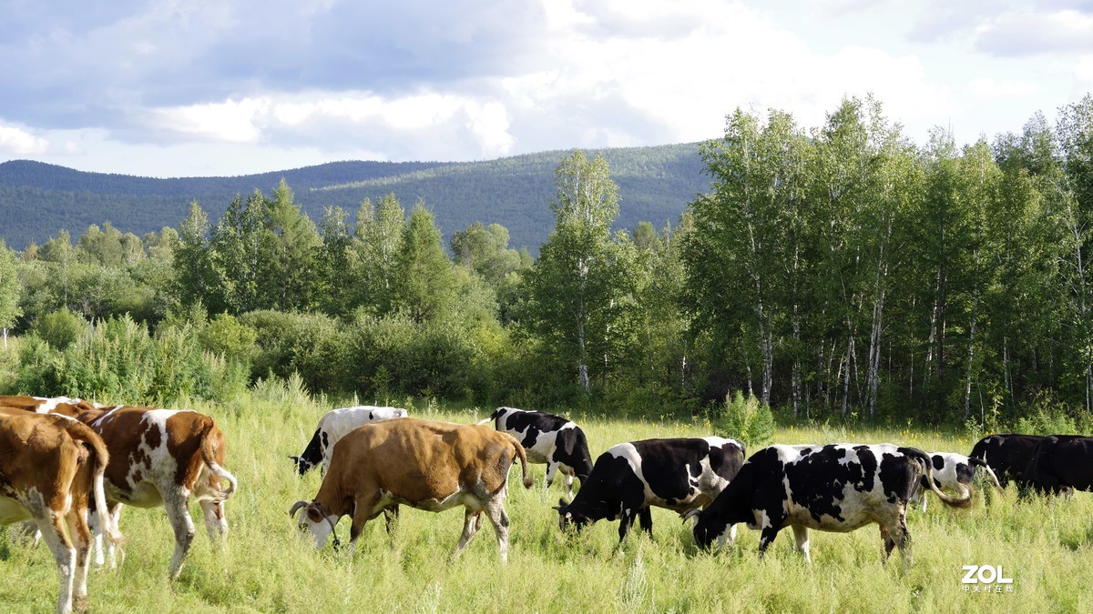 呼伦贝尔草原随拍【5】临江沿途