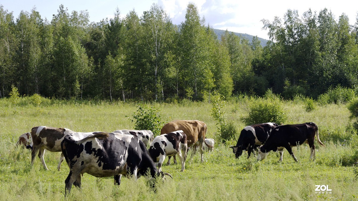 呼伦贝尔草原随拍【5】临江沿途