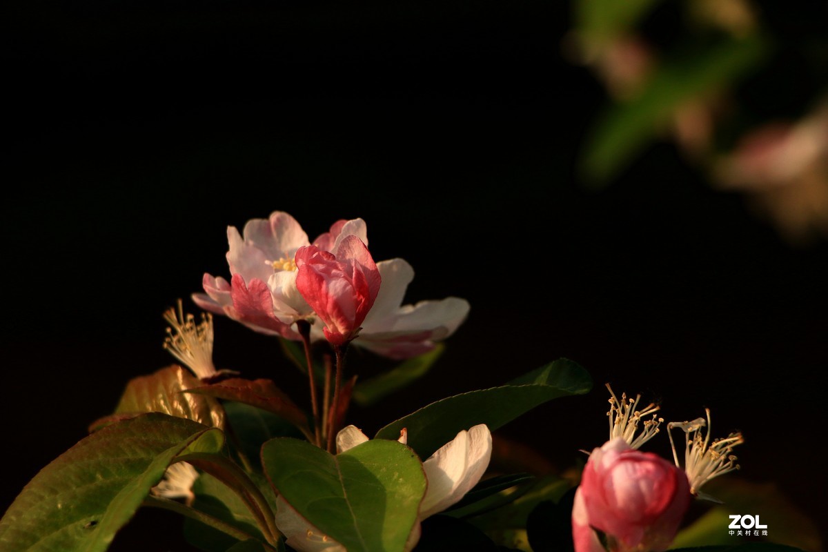 2021年4月8日海棠花溪
