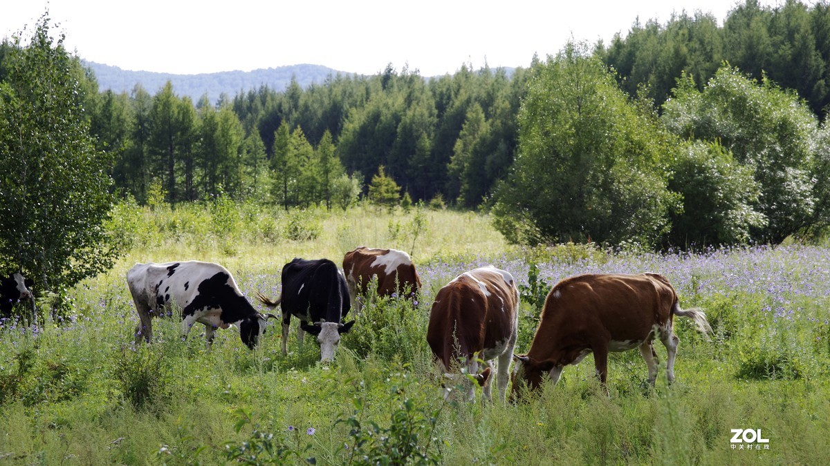 呼伦贝尔草原随拍【5】临江沿途