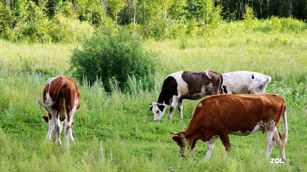 呼伦贝尔草原随拍【5】临江沿途