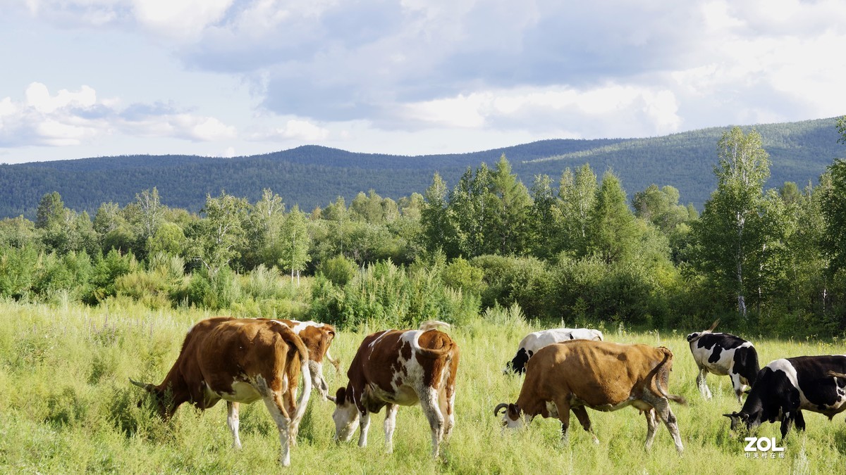 呼伦贝尔草原随拍【5】临江沿途