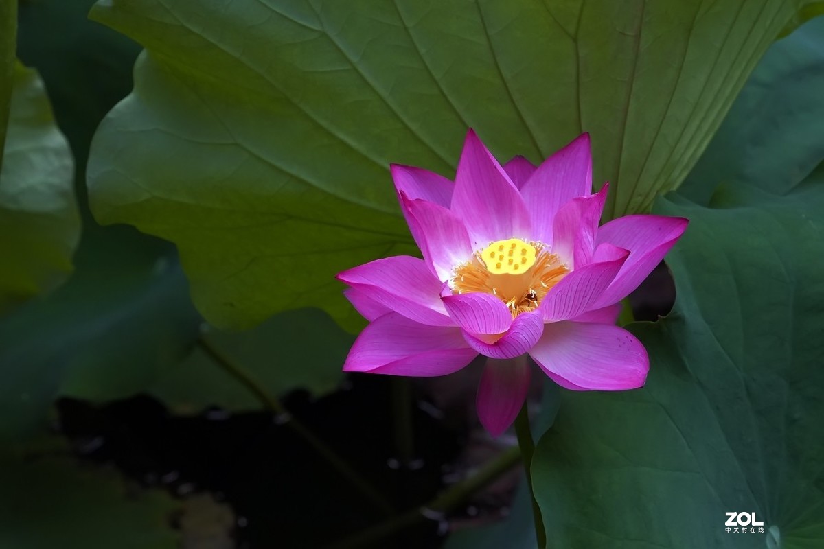2021_荷为贵