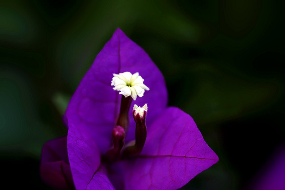 初冬紫花三角梅