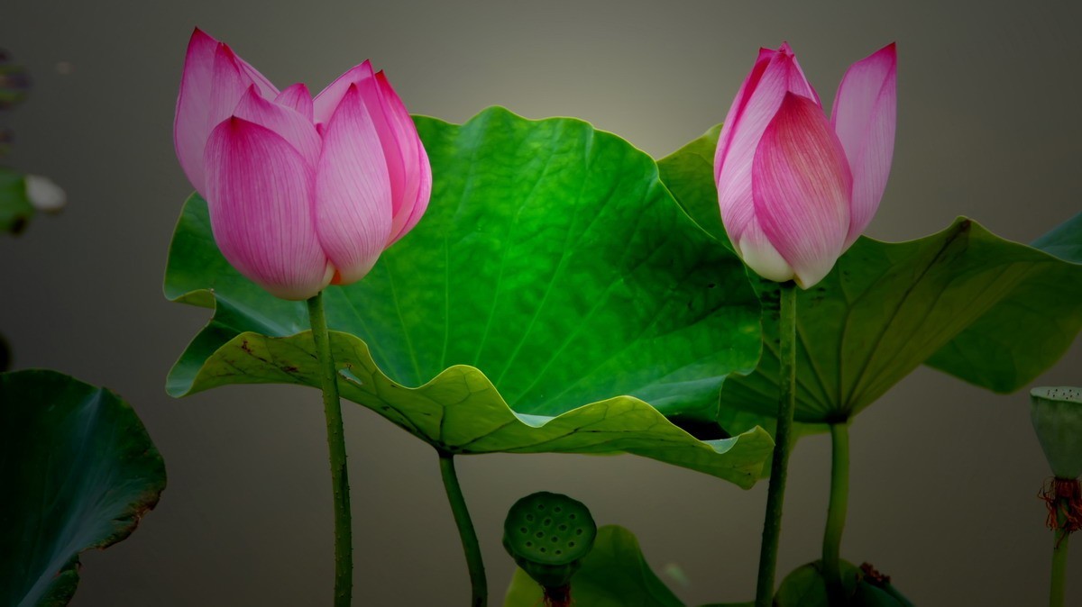 射干、金叶莸、紫薇、马鞭草、孔雀草、锦鲤、各色小月季