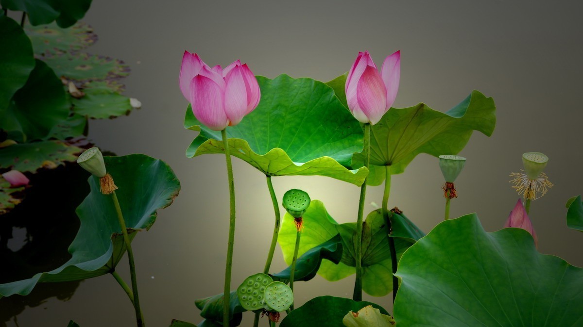 射干、金叶莸、紫薇、马鞭草、孔雀草、锦鲤、各色小月季