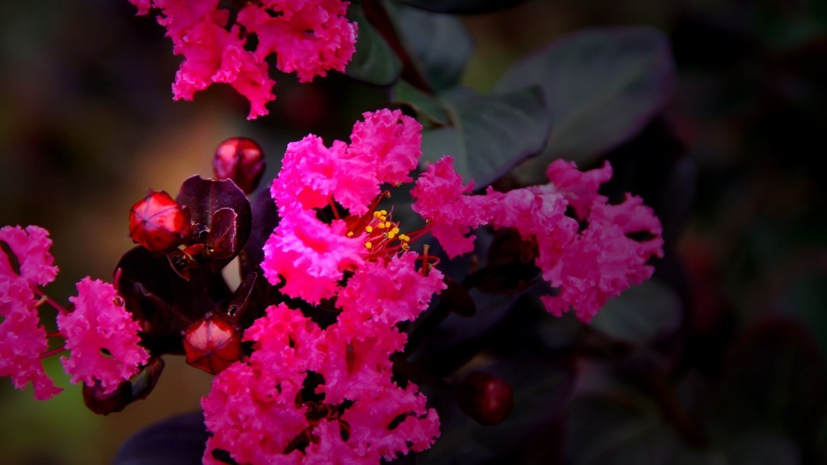 射干、金叶莸、紫薇、马鞭草、孔雀草、锦鲤、各色小月季