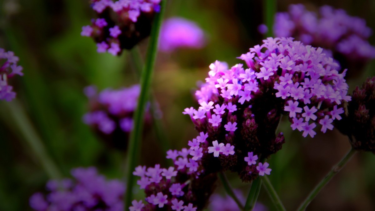 射干、金叶莸、紫薇、马鞭草、孔雀草、锦鲤、各色小月季