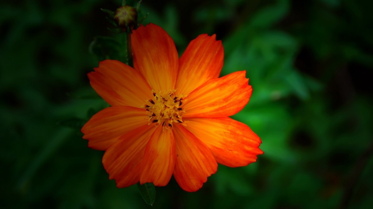 射干、金叶莸、紫薇、马鞭草、孔雀草、锦鲤、各色小月季