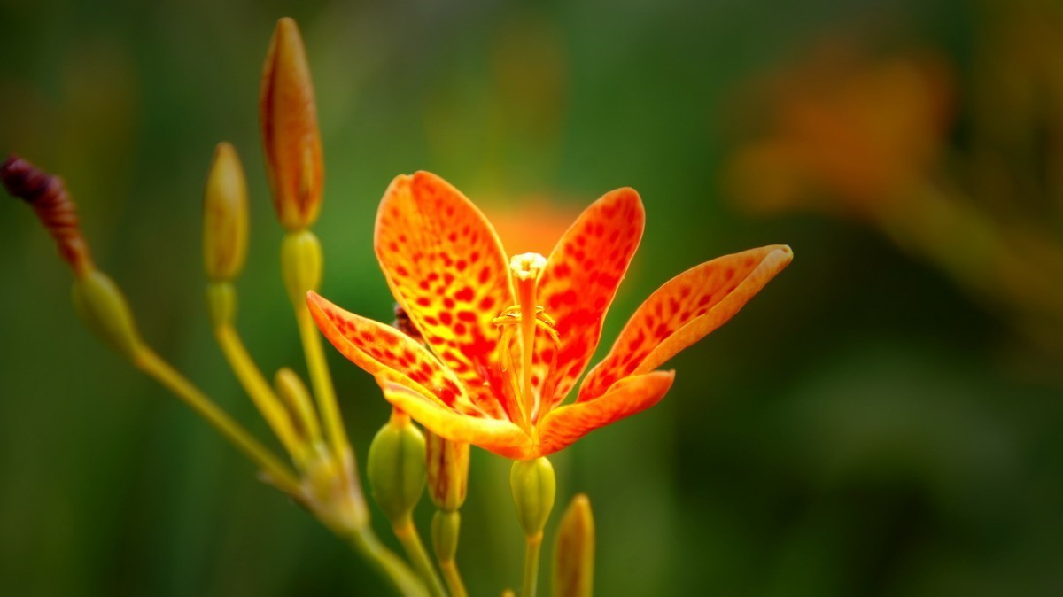 射干、金叶莸、紫薇、马鞭草、孔雀草、锦鲤、各色小月季