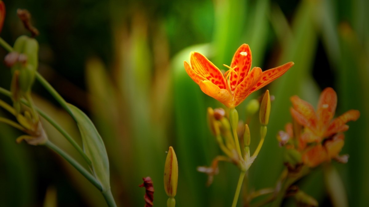 射干、金叶莸、紫薇、马鞭草、孔雀草、锦鲤、各色小月季