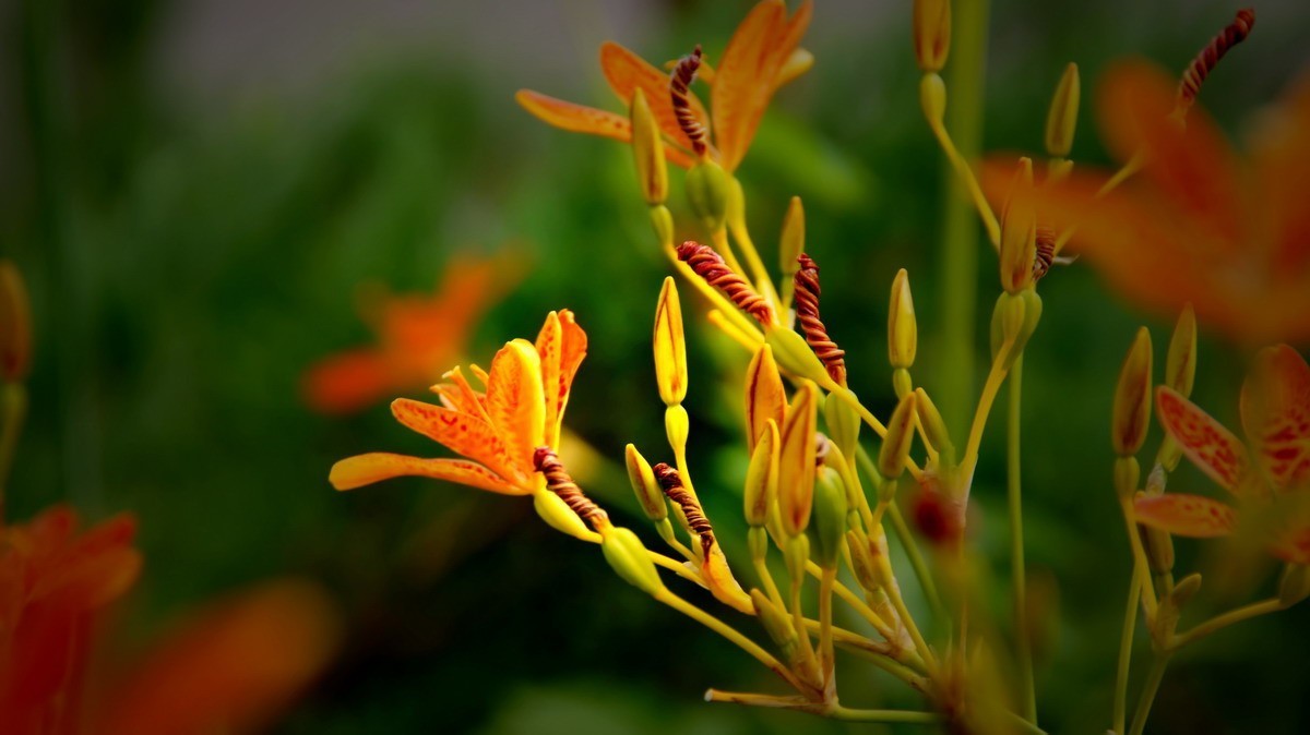 射干、金叶莸、紫薇、马鞭草、孔雀草、锦鲤、各色小月季