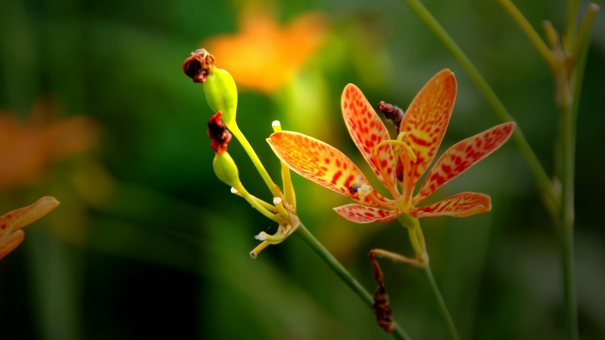 射干、金叶莸、紫薇、马鞭草、孔雀草、锦鲤、各色小月季