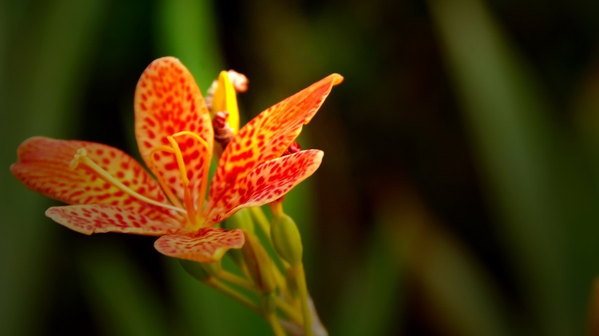 射干、金叶莸、紫薇、马鞭草、孔雀草、锦鲤、各色小月季