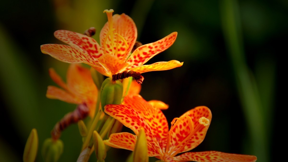 射干、金叶莸、紫薇、马鞭草、孔雀草、锦鲤、各色小月季