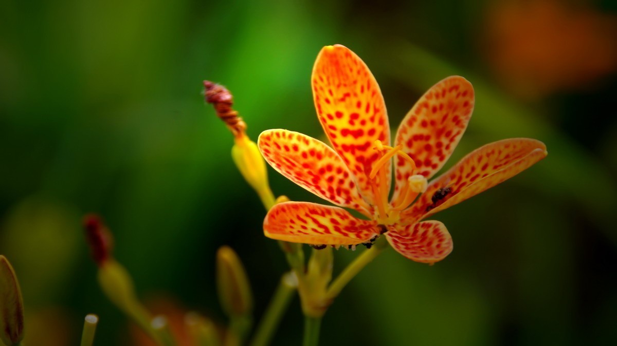 射干、金叶莸、紫薇、马鞭草、孔雀草、锦鲤、各色小月季