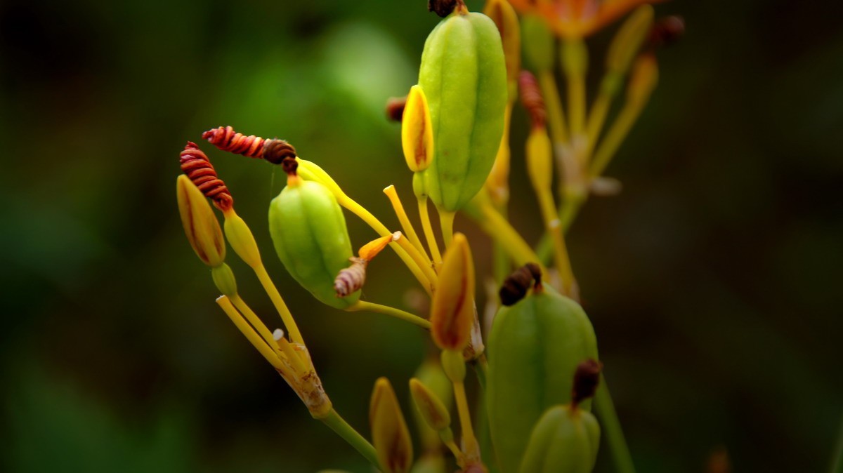 射干、金叶莸、紫薇、马鞭草、孔雀草、锦鲤、各色小月季