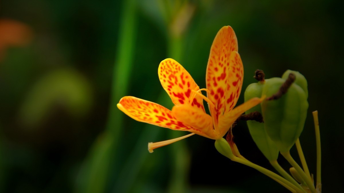 射干、金叶莸、紫薇、马鞭草、孔雀草、锦鲤、各色小月季