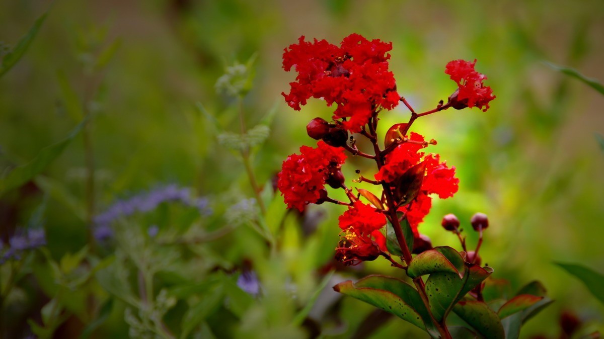 射干、金叶莸、紫薇、马鞭草、孔雀草、锦鲤、各色小月季