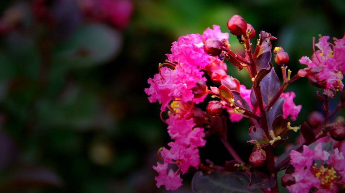 射干、金叶莸、紫薇、马鞭草、孔雀草、锦鲤、各色小月季