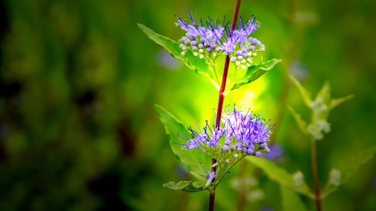 射干、金叶莸、紫薇、马鞭草、孔雀草、锦鲤、各色小月季