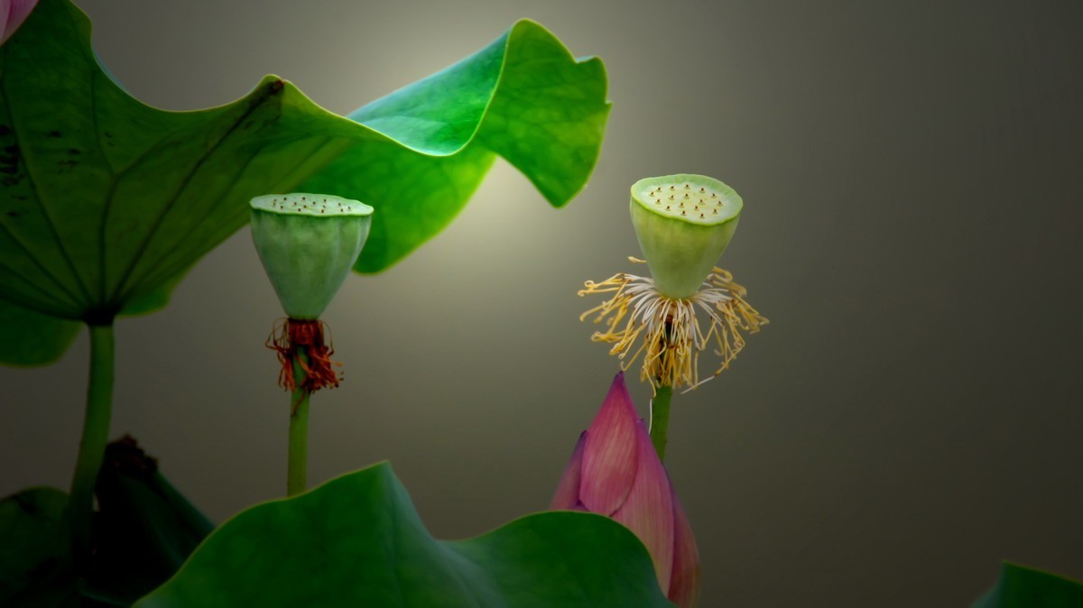 射干、金叶莸、紫薇、马鞭草、孔雀草、锦鲤、各色小月季