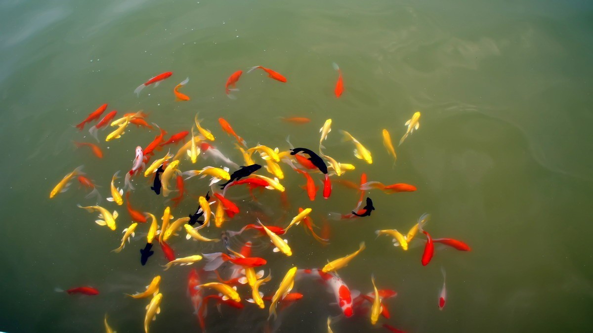 射干、金叶莸、紫薇、马鞭草、孔雀草、锦鲤、各色小月季