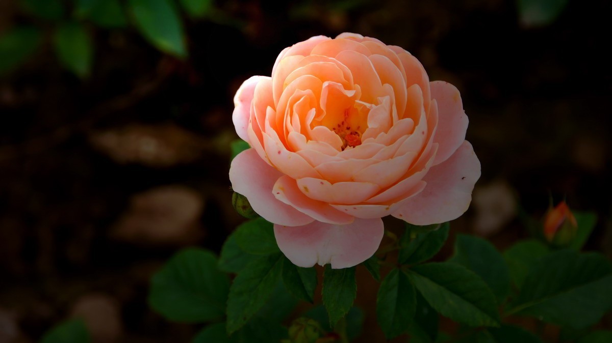 射干、金叶莸、紫薇、马鞭草、孔雀草、锦鲤、各色小月季