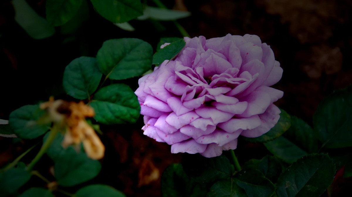 射干、金叶莸、紫薇、马鞭草、孔雀草、锦鲤、各色小月季