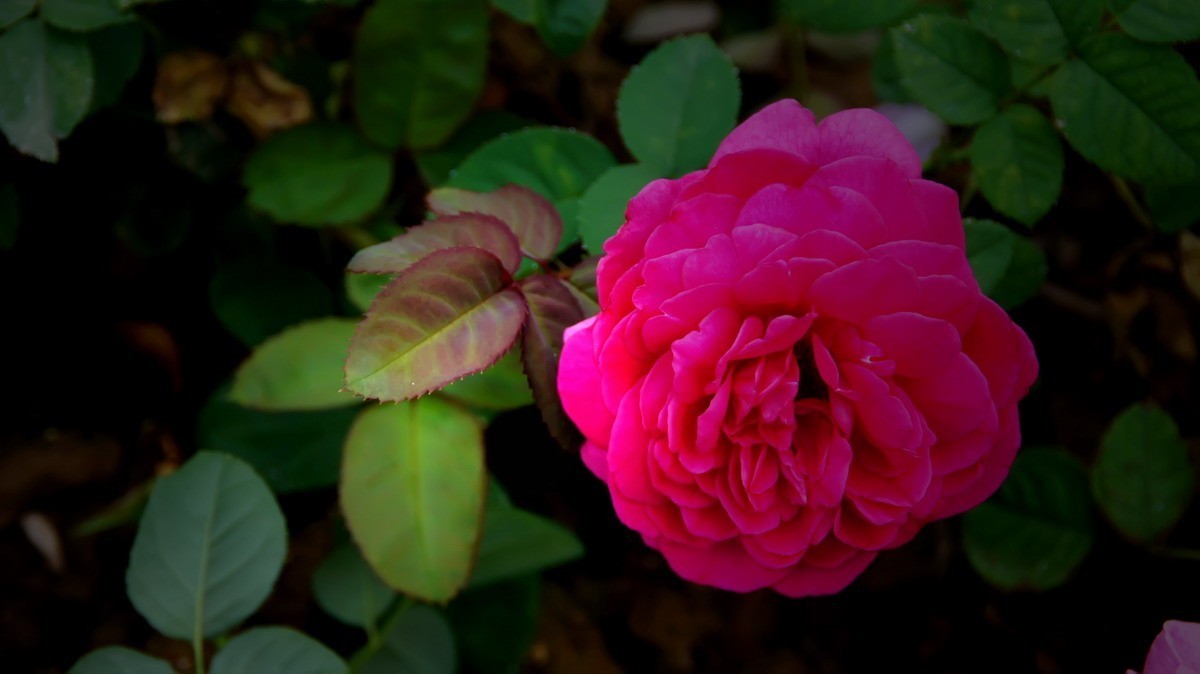 射干、金叶莸、紫薇、马鞭草、孔雀草、锦鲤、各色小月季