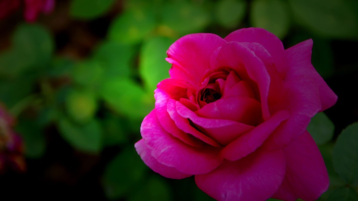 射干、金叶莸、紫薇、马鞭草、孔雀草、锦鲤、各色小月季