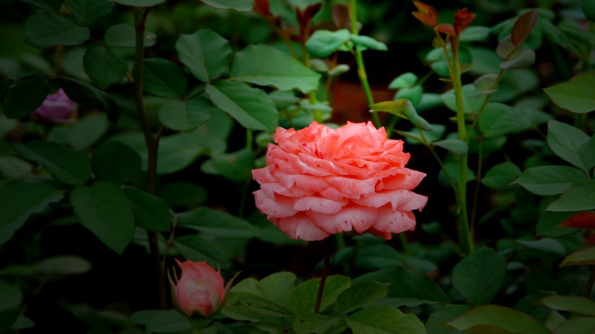 射干、金叶莸、紫薇、马鞭草、孔雀草、锦鲤、各色小月季