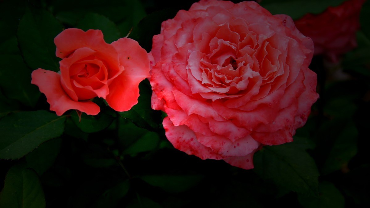 射干、金叶莸、紫薇、马鞭草、孔雀草、锦鲤、各色小月季