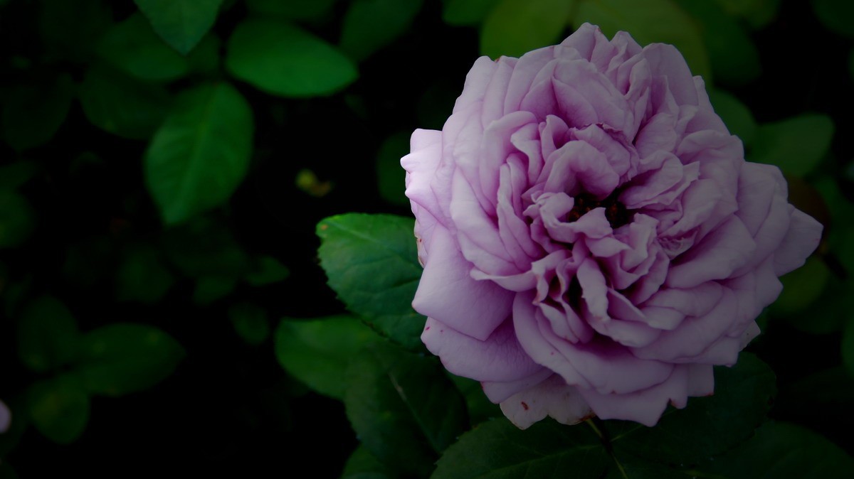 射干、金叶莸、紫薇、马鞭草、孔雀草、锦鲤、各色小月季