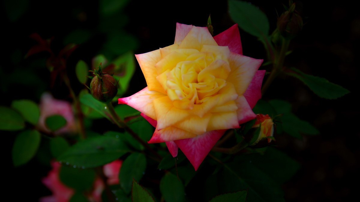 射干、金叶莸、紫薇、马鞭草、孔雀草、锦鲤、各色小月季