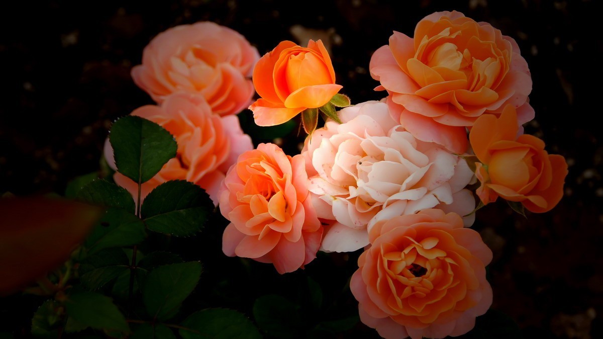 射干、金叶莸、紫薇、马鞭草、孔雀草、锦鲤、各色小月季